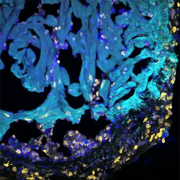 Cardiology and Immunology microscopic cellular image